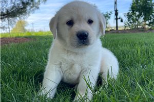 Arnold - Labrador Retriever for sale