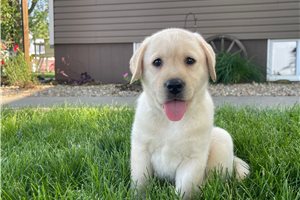 Corinna - puppy for sale
