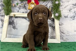 Lucia - Labrador Retriever for sale