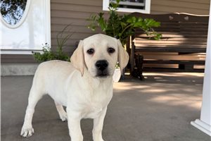 Hendrix - Labrador Retriever for sale