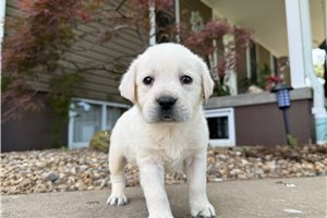 Holden - puppy for sale