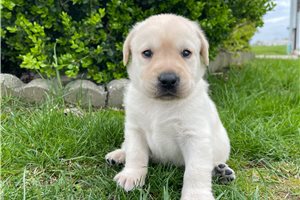 Colton - Labrador Retriever for sale