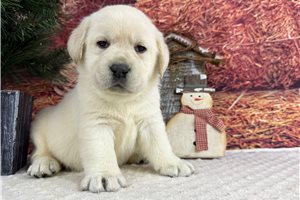 Lucy - Labrador Retriever for sale