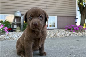 Nala - puppy for sale