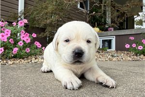 Jess - puppy for sale