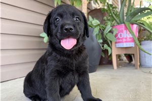Poppy - puppy for sale