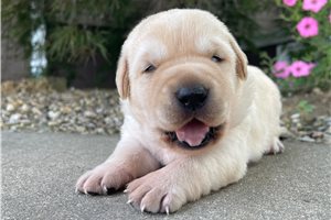 Darcy - Labrador Retriever for sale