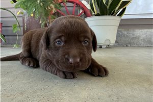Larissa - puppy for sale