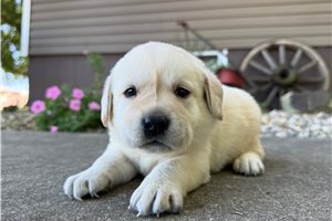 Viola - puppy for sale