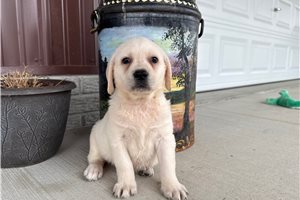 Harmony - Labrador Retriever for sale