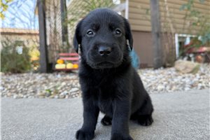 Ziggy - puppy for sale