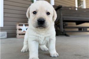 August - Labrador Retriever for sale