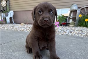 Nichole - puppy for sale