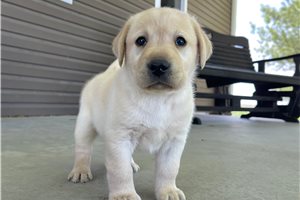 Cash - puppy for sale