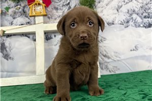 Lillian - puppy for sale
