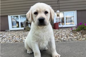 Hendrix - Labrador Retriever for sale