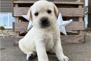 Hugo - puppy for sale