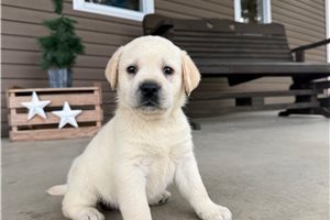 Allie - Labrador Retriever for sale