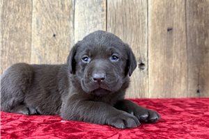 Brutus - puppy for sale