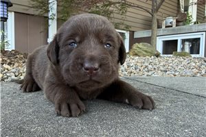 Leah - puppy for sale