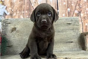 Bliss - puppy for sale
