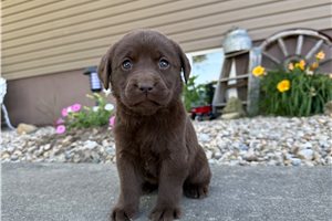 Netty - puppy for sale