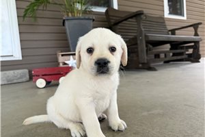 Harper - Labrador Retriever for sale