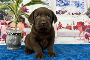 Carl - puppy for sale