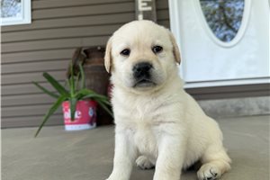 Hazel - Labrador Retriever for sale