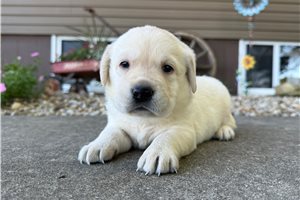 Valentina - Labrador Retriever for sale