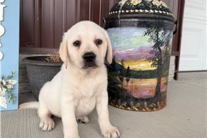 Harper - Labrador Retriever for sale