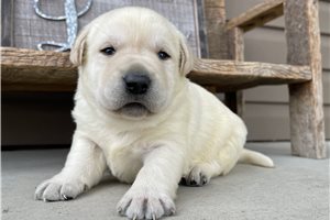 Zebb - Labrador Retriever for sale
