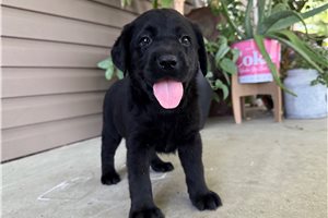 Paige - Labrador Retriever for sale
