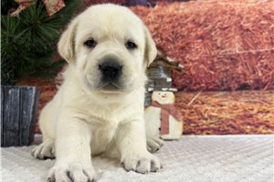 Liam - Labrador Retriever for sale