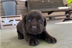 Leila - puppy for sale