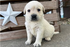 Hector - puppy for sale