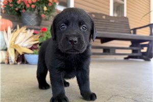 Zahara - puppy for sale
