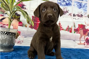 Corina - puppy for sale