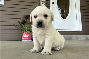 Hannah - puppy for sale