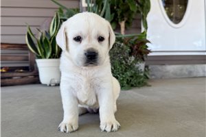 Jess - Labrador Retriever for sale