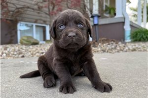 Heather - Labrador Retriever for sale