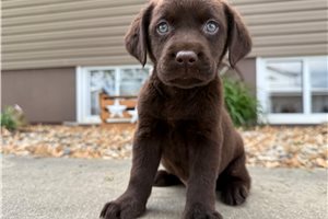 Kai - puppy for sale