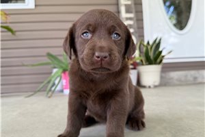 Leah - Labrador Retriever for sale