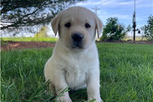 Alister - puppy for sale