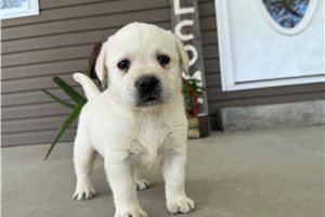 Harper - Labrador Retriever for sale