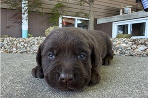 Lark - Labrador Retriever for sale