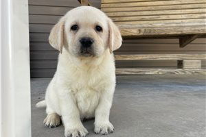 Thad - Labrador Retriever for sale