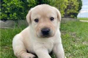 Cash - Labrador Retriever for sale