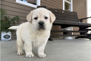 River - puppy for sale