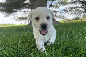 Hendrix - Labrador Retriever for sale